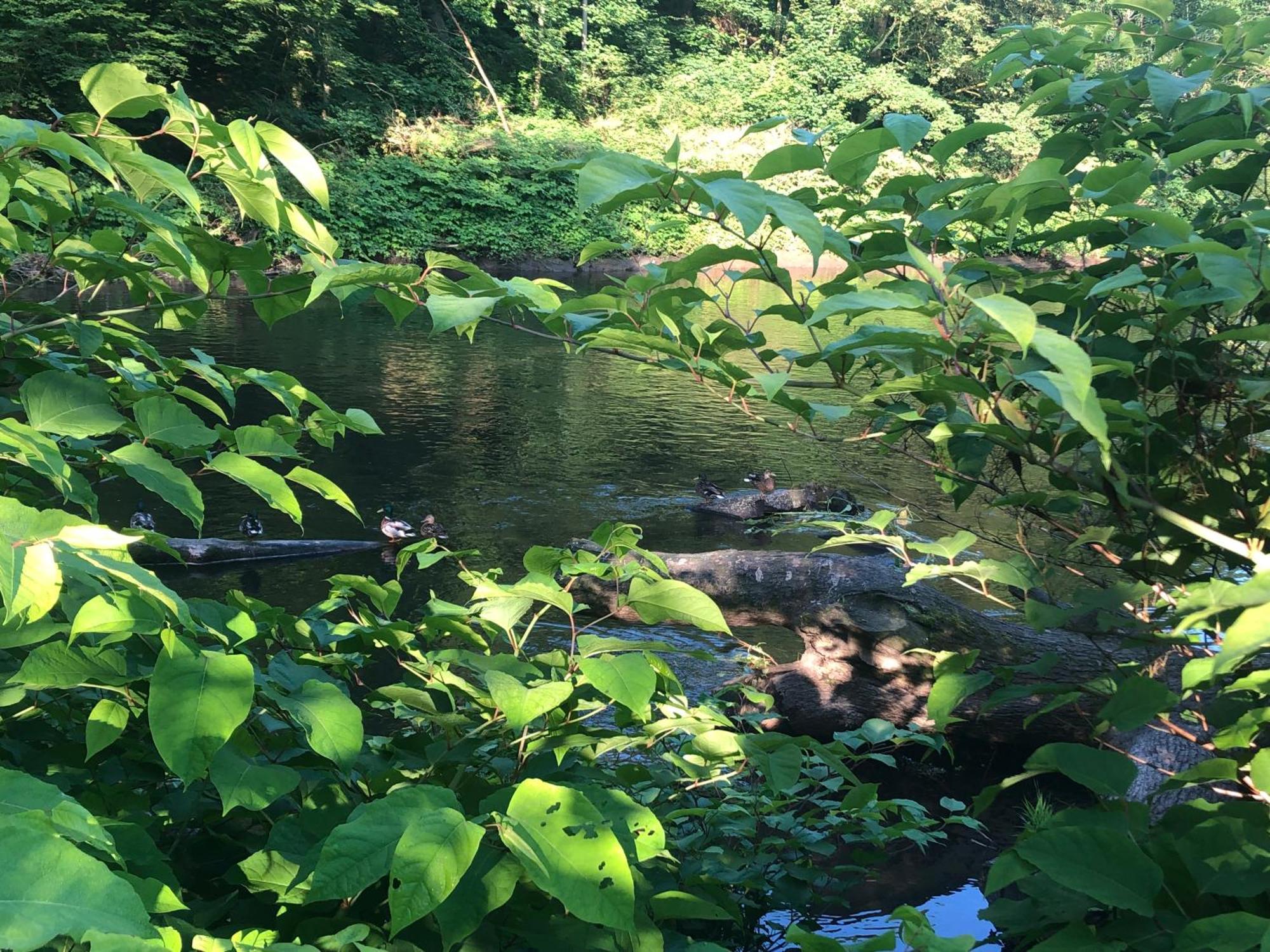 Gartenblick Leichlingen Εξωτερικό φωτογραφία